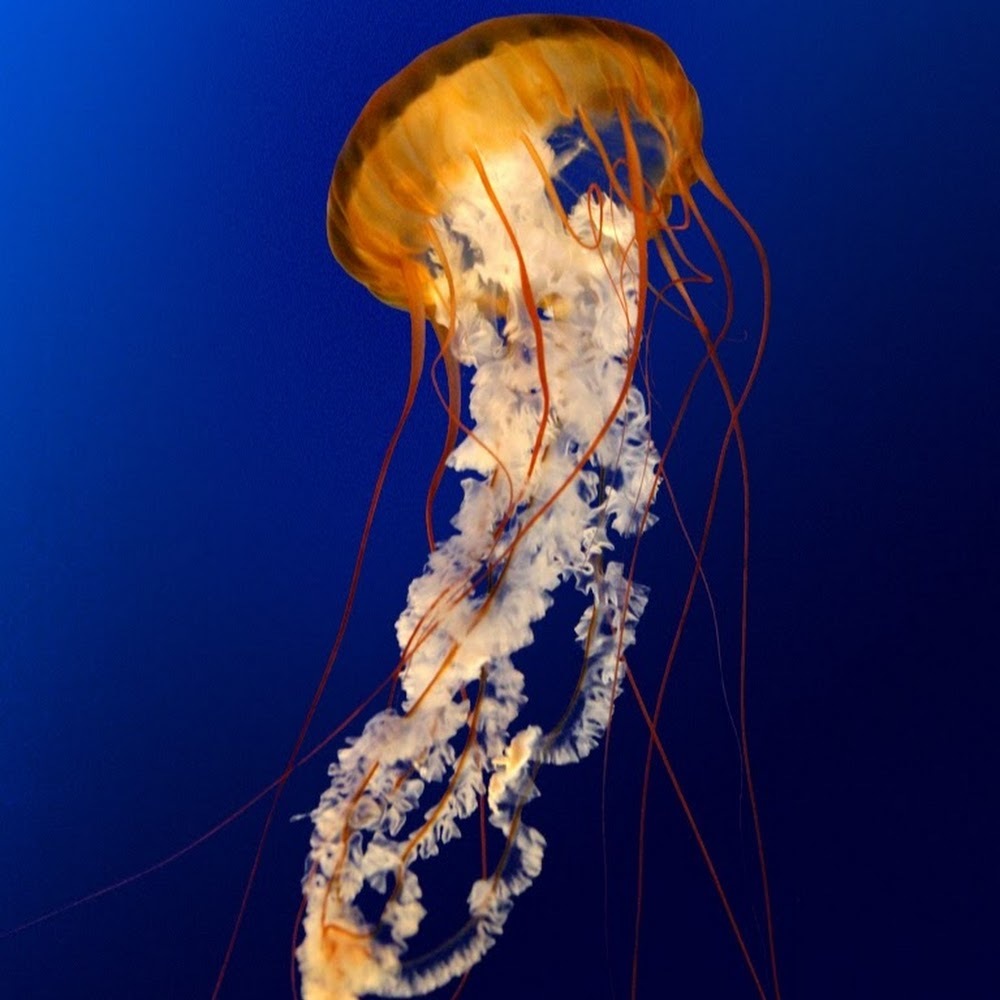 Meet your Posher, Malcolm